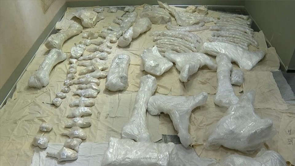 3 bin 500 yaşındaki 'Maraş Fili' depremden sağlam çıktı - 1