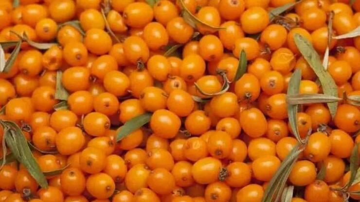 İçinde mucizeyi barındırıyor! Radyasyondan korunmak için tüketiyorlar!